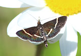 Pyrausta cingulata